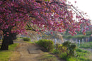 Pink Tree Art Self Adhesive Sticker For Refrigerator