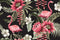 Pink Lotus  Painting Self Adhesive Sticker For Wardrobe