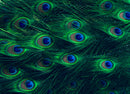 Green`Shaded Peacock Feather Art Self Adhesive Sticker For Refrigerator