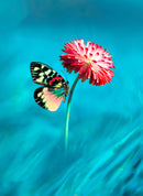 Colourful Butterflys On Pink Flower Self Adhesive Sticker For Table