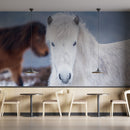 Icelandic White Horse Wallpaper