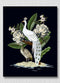 White Peacock Black Background Art