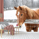 American Quarter Horse Wallpaper
