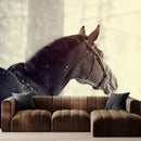 Black Horse Seeing Weather