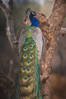 Peacocks On Tree Art Self Adhesive Sticker For Refrigerator