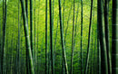 Bamboo Trees In Jungle Self Adhesive Sticker For Wardrobe