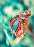 Beautiful Red Butterfly Self Adhesive Sticker For Table