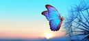 3D Butterfly Wallpaper