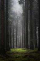Dark Nature Tree Art Self Adhesive Sticker For Refrigerator