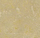 Miracle Vinyl Stensil Wallpaper