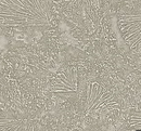 Miracle Vinyl Stensil Wallpaper