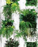 Kohinoor Green Forest Wallpaper