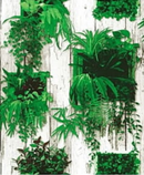 Kohinoor Green Forest Wallpaper