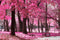 Pink Forest Wallpaper