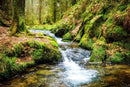 Waterflow Forest Wallpaper