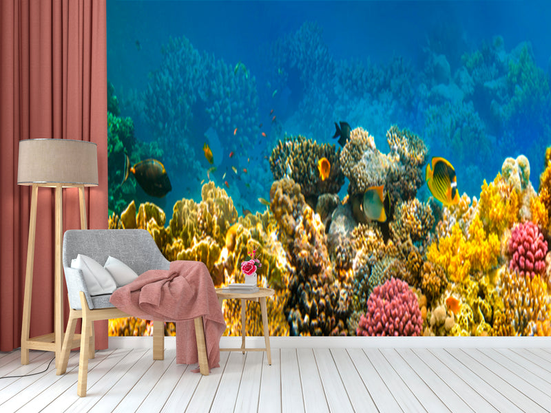 Coral Agua Wallpaper