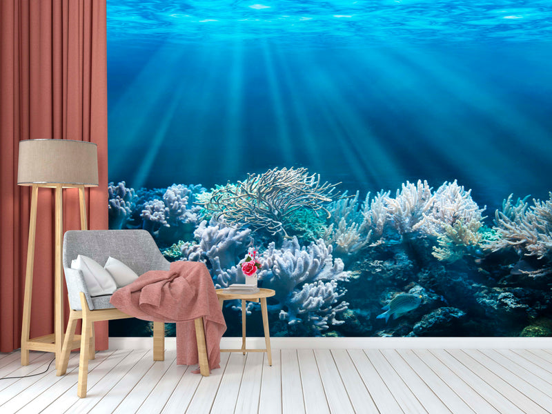 Coral Aesthetic Wallpaper
