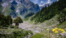 Green Mountain Forest Wallpaper