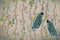 Peacock Euphoria Wallpaper