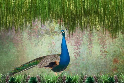 Peacock Paradise Wallpaper