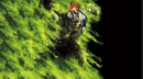 Hulk Marvel Sticker