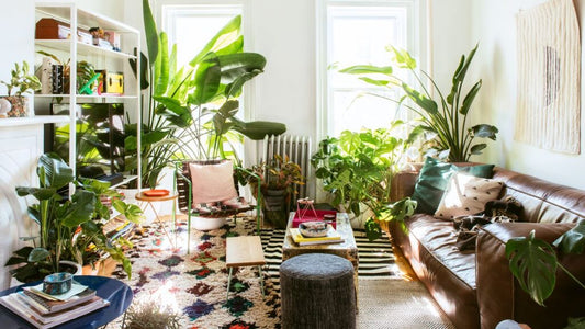 How to Decorate Your Home Using Plants: a blog around using plants in interior decorating.