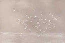 Birds Flying In Overcast Weather Theme Abstract Wallpaper