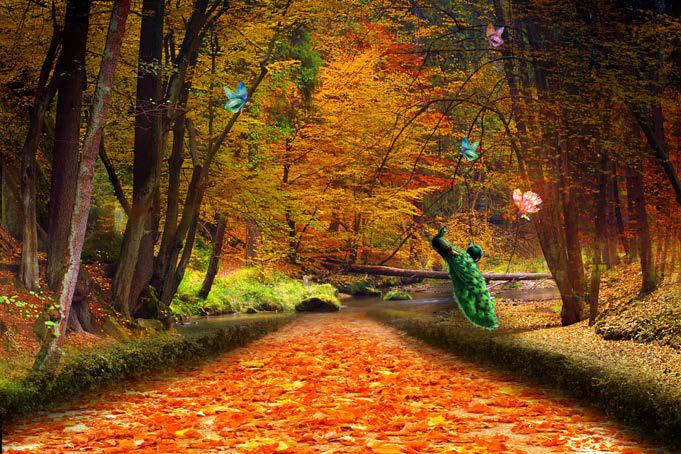 Lovely Autumn Pathway Nature Wallpaper