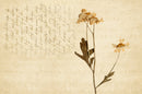 Vintage Cream Textured Flower Wallpaper