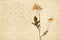 Vintage Cream Textured Flower Wallpaper