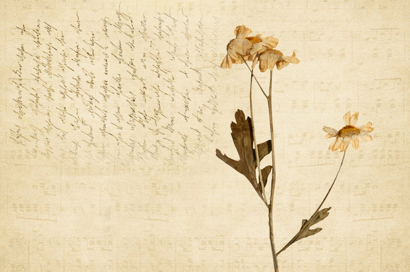 Vintage Cream Textured Flower Wallpaper