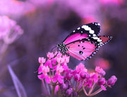 Colourful Butterflys Painting Self Adhesive Sticker For Table