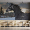 Arab Horse Wallpaper