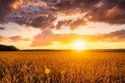 Sunset In Farm Self Adhesive Sticker For Wardrobe