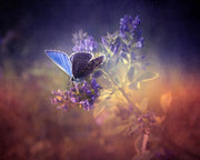 Purple Butterflys Painting Self Adhesive Sticker For Table