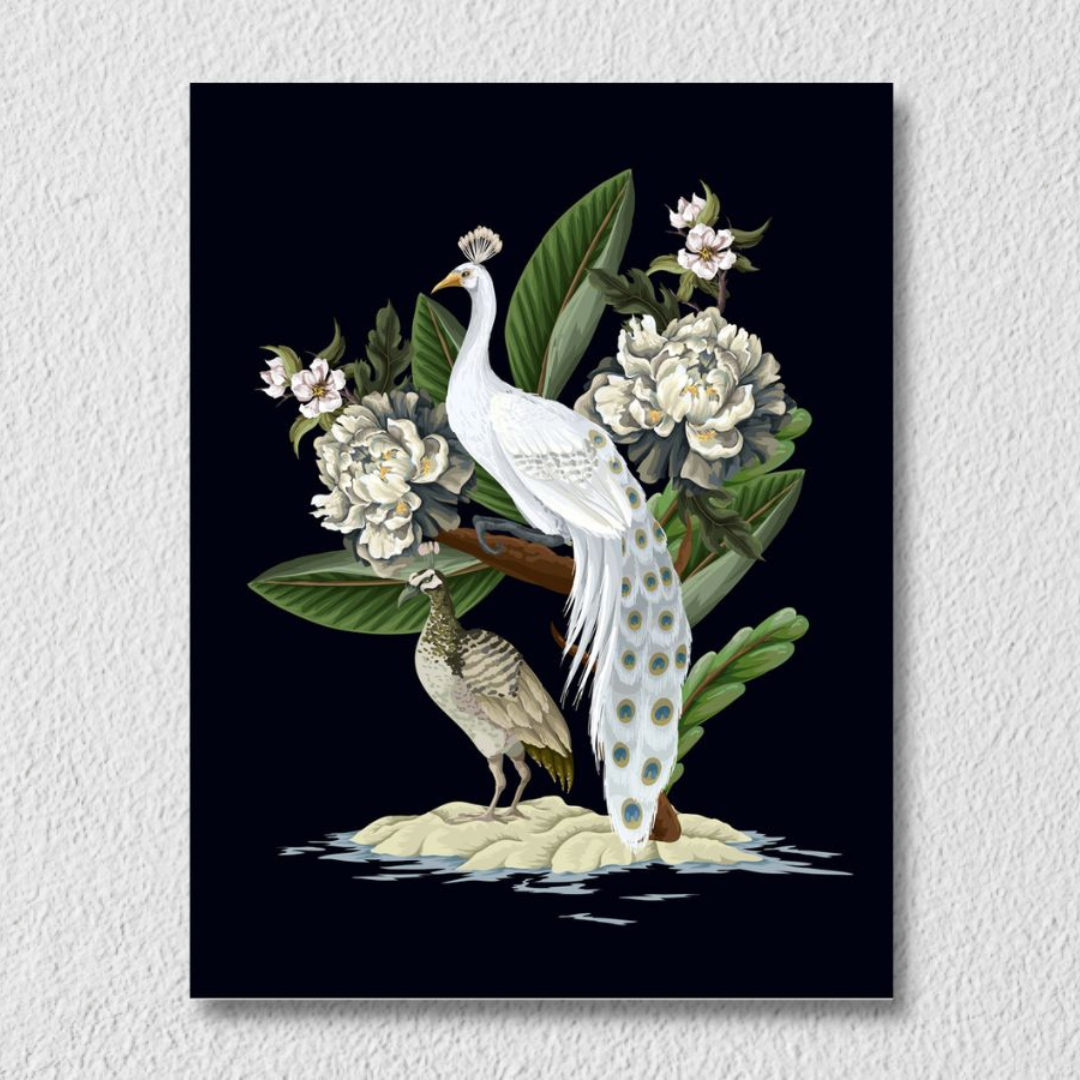 White Peacock Black Background Art