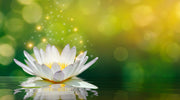 White Lotus Painting Self Adhesive Sticker For Wardrobe