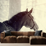 Black Horse Seeing Weather