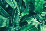 Green Shade Leafs Design Self Adhesive Sticker For Cabinet
