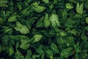 Green Leafs Self Adhesive Sticker For Wardrobe
