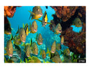 Walls Dolphins Fishes Stones Bubbles Underwater Water Wallpaper