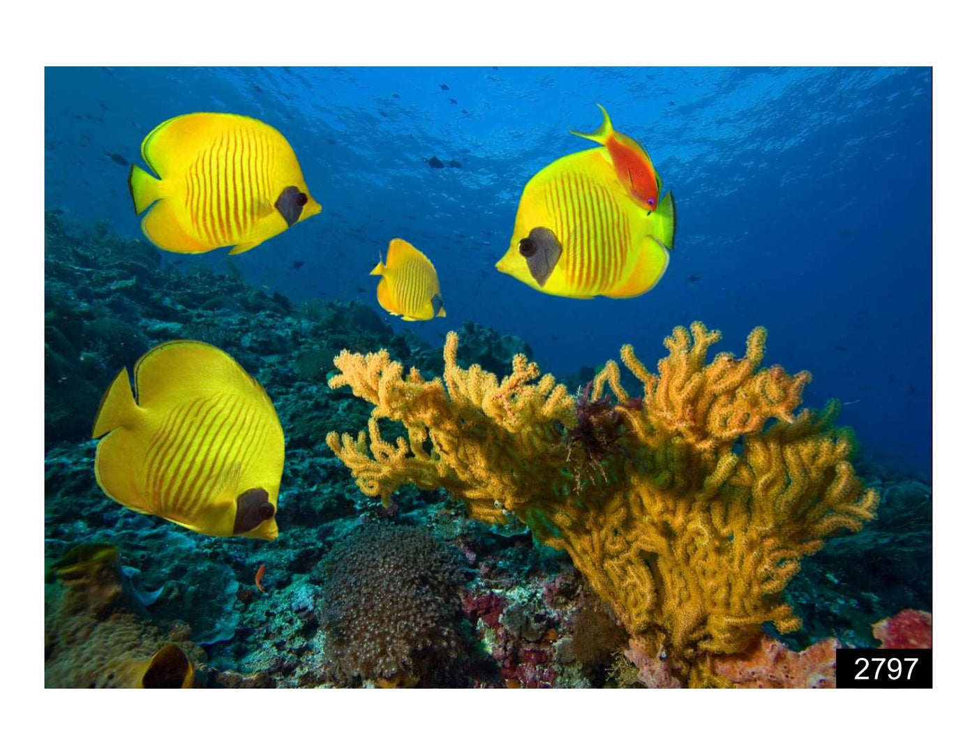 Yellow Fish Wallpaper for wall