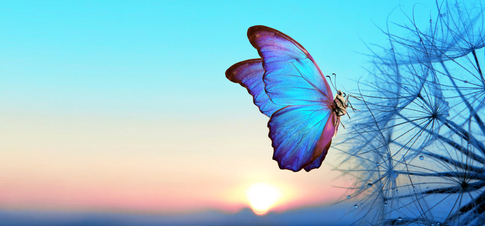 Blue Sky Glitter Butterfly glitter butterflies HD phone wallpaper  Pxfuel