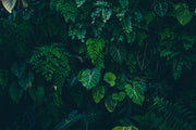 Green Leafs In Jungle Self Adhesive Sticker For Wardrobe