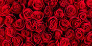 Bunch of Red Roses Wallpaper