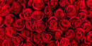 Bunch of Red Roses Wallpaper