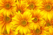 3D Sunflower Sticker