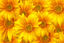 3D Sunflower Sticker