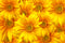 3D Sunflower Sticker