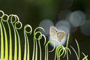 Butterflys On Green Grass Painting Self Adhesive Sticker For Table